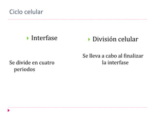 Ciclo celular
 Interfase
Se divide en cuatro
periodos
 División celular
Se lleva a cabo al finalizar
la interfase
 