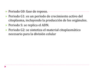  Periodo G0: fase de reposo.
 Periodo G1: es un período de crecimiento activo del
citoplasma, incluyendo la producción de los orgánulos.
 Periodo S: se replica el ADN.
 Periodo G2: se sintetiza el material citoplasmático
necesario para la división celular
 