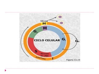 FISIOLOGIA CELULAR