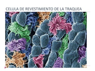 CELULA DE REVESTIMIENTO DE LA TRAQUEA
 