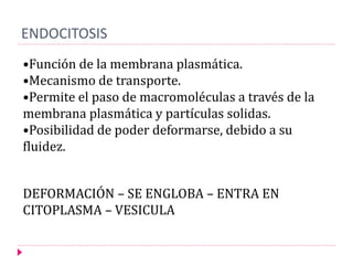 ENDOCITOSIS
•Función de la membrana plasmática.
•Mecanismo de transporte.
•Permite el paso de macromoléculas a través de la
membrana plasmática y partículas solidas.
•Posibilidad de poder deformarse, debido a su
fluidez.
DEFORMACIÓN – SE ENGLOBA – ENTRA EN
CITOPLASMA – VESICULA
 
