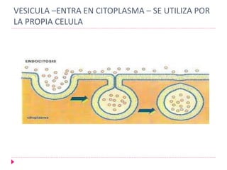 VESICULA –ENTRA EN CITOPLASMA – SE UTILIZA POR
LA PROPIA CELULA
 