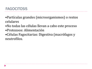 FAGOCITOSIS
•Partículas grandes (microorganismos) o restos
celulares
•No todas las células llevan a cabo este proceso
•Protozoos: Alimentación
•Células Fagocitarias: Digestiva (macrófagos y
neutrofilos)
 