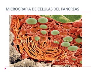 MICROGRAFIA DE CELULAS DEL PANCREAS
 