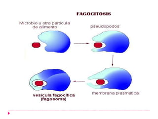 FISIOLOGIA CELULAR