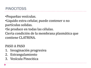 PINOCITOSIS
•Pequeñas vesículas.
•Liquido extra celular, puede contener o no
partículas solidas.
•Se produce en todas las células.
Cierta condición de la membrana plasmática que
contiene CLATRINA.
PASO A PASO
1. Invaginación progresiva
2. Estrangulamiento
3. Vesícula Pinocitica
 