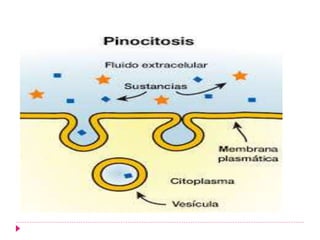 FISIOLOGIA CELULAR