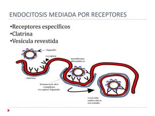 ENDOCITOSIS MEDIADA POR RECEPTORES
•Receptores específicos
•Clatrina
•Vesícula revestida
 