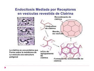 FISIOLOGIA CELULAR
