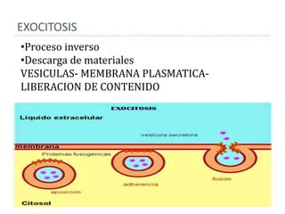 EXOCITOSIS
•Proceso inverso
•Descarga de materiales
VESICULAS- MEMBRANA PLASMATICA-
LIBERACION DE CONTENIDO
 