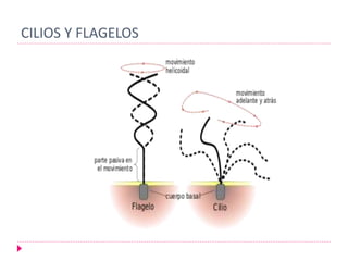 CILIOS Y FLAGELOS
 