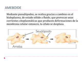 AMEBOIDE
Mediante pseudópodos, se realiza gracias a cambios en el
hialoplasma, de estado sólido a fluido, que provocan unas
corrientes citoplasmáticas que producen deformaciones de la
membrana celular entonces, la célula se desplaza.
 