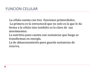 FUNCION CELULAR
La célula cuenta con tres funciones primordiales;
La primera es la estructural que no solo es la que le da
forma a la célula sino también es la clave de sus
movimientos.
La nutritiva pues cuenta con sustancias que luego se
transforman en energía.
La de almacenamiento pues guarda sustancias de
reserva.
 