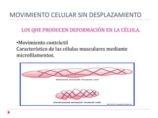 MOVIMIENTO CELULAR SIN DESPLAZAMIENTO
LOS QUE PRODUCEN DEFORMACIÓN EN LA CÉLULA.
•Movimiento contráctil
Característico de las células musculares mediante
microfilamentos.
 