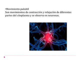 •Movimiento pulsátil
Son movimientos de contracción y relajación de diferentes
partes del citoplasma y se observa en neuronas.
 