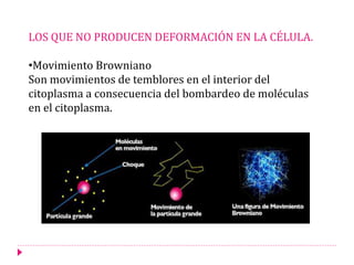 LOS QUE NO PRODUCEN DEFORMACIÓN EN LA CÉLULA.
•Movimiento Browniano
Son movimientos de temblores en el interior del
citoplasma a consecuencia del bombardeo de moléculas
en el citoplasma.
 
