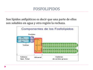 FOSFOLIPIDOS
Son lípidos anfipáticos es decir que una parte de ellos
son solubles en agua y otra región la rechaza.
 