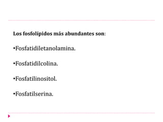 Los fosfolípidos más abundantes son:
•Fosfatidiletanolamina.
•Fosfatidilcolina.
•Fosfatilinositol.
•Fosfatilserina.
 