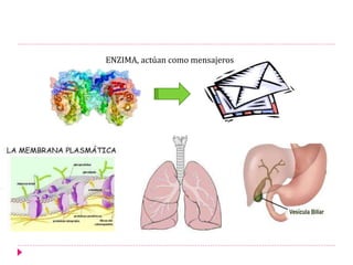 ENZIMA, actúan como mensajeros
 