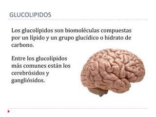 GLUCOLIPIDOS
Los glucolípidos son biomoléculas compuestas
por un lípido y un grupo glucídico o hidrato de
carbono.
Entre los glucolípidos
más comunes están los
cerebrósidos y
gangliósidos.
 