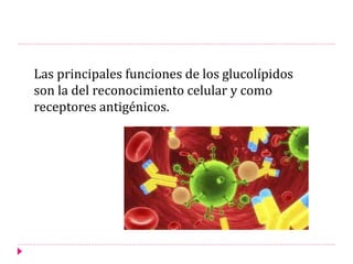 Las principales funciones de los glucolípidos
son la del reconocimiento celular y como
receptores antigénicos.
 