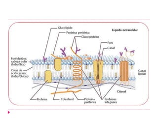 FISIOLOGIA CELULAR