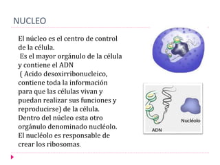 NUCLEO
El núcleo es el centro de control
de la célula.
Es el mayor orgánulo de la célula
y contiene el ADN
( Acido desoxirribonucleico,
contiene toda la información
para que las células vivan y
puedan realizar sus funciones y
reproducirse) de la célula.
Dentro del núcleo esta otro
orgánulo denominado nucléolo.
El nucléolo es responsable de
crear los ribosomas.
 