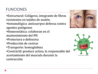 FUNCIONES
•Estructural: Colágeno, integrante de fibras
resistentes en tejidos de sostén.
•Inmunológica: anticuerpos defensa contra
agentes patógenos
•Homeostática: colaboran en el
mantenimiento del PH
•Protectora o defensiva
•Producción de costras
•Transporte: hemoglobina
•Contráctil: produce actina, la responsable del
acortamiento del muscula durante la
contracción
 