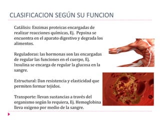 CLASIFICACION SEGÚN SU FUNCION
Catálisis: Enzimas proteicas encargadas de
realizar reacciones químicas, Ej. Pepsina se
encuentra en el aparato digestivo y degrada los
alimentos.
Reguladoras: las hormonas son las encargadas
de regular las funciones en el cuerpo, Ej.
Insulina se encarga de regular la glucosa en la
sangre.
Estructural: Dan resistencia y elasticidad que
permiten formar tejidos.
Transporte: llevan sustancias a través del
organismo según lo requiera, Ej. Hemoglobina
lleva oxigeno por medio de la sangre.
 