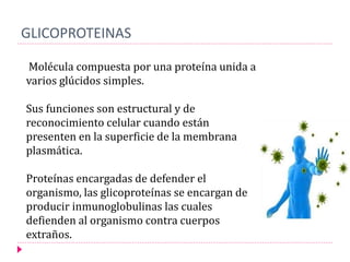 GLICOPROTEINAS
Molécula compuesta por una proteína unida a
varios glúcidos simples.
Sus funciones son estructural y de
reconocimiento celular cuando están
presenten en la superficie de la membrana
plasmática.
Proteínas encargadas de defender el
organismo, las glicoproteínas se encargan de
producir inmunoglobulinas las cuales
defienden al organismo contra cuerpos
extraños.
 