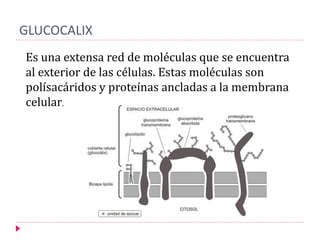 GLUCOCALIX
Es una extensa red de moléculas que se encuentra
al exterior de las células. Estas moléculas son
polísacáridos y proteínas ancladas a la membrana
celular.
 