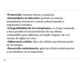 •Protección: lesiones físicas y químicas.
•Inmunidad a la infección: permite al sistema
inmunitario reconocer y atacar selectivamente a
organismos extraños.
•Compatibilidad de los trasplantes: es el que responde
y hace posible el reconocimiento de las células
compatibles para adicionar un tejido, órgano, etc a el
cuerpo de algún ser vivo.
•Adherencia celular: fija a las células que forman parte
de los tejidos.
•Desarrollo embrionario: guía las células embrionarias
a sus destinos en el organismo
 