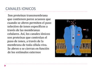 CANALES IONICOS
Son proteínas transmembrana
que contienen poros acuosos que
cuando se abren permiten el paso
selectivo de iones específicos a
través de las membranas
celulares. Así, los canales iónicos
son proteínas que controlan el
paso de iones, a través de la
membrana de toda célula viva.
Se abren o se cierran en función
de los estímulos externos
 