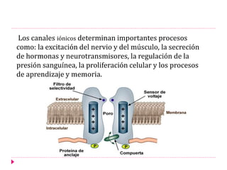 Los canales iónicos determinan importantes procesos
como: la excitación del nervio y del músculo, la secreción
de hormonas y neurotransmisores, la regulación de la
presión sanguínea, la proliferación celular y los procesos
de aprendizaje y memoria.
 