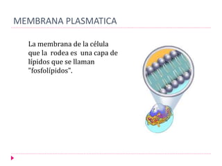 MEMBRANA PLASMATICA
La membrana de la célula
que la rodea es una capa de
lípidos que se llaman
"fosfolípidos".
 