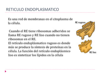 RETICULO ENDOPLASMATICO
Es una red de membranas en el citoplasma de
la célula.
Cuando el RE tiene ribosomas adheridos se
llama RE rugoso y RE liso cuando no tienen
ribosomas en el RE.
El retículo endoplásmatico rugoso es donde
más se produce la síntesis de proteínas en la
célula. La función del retículo endoplásmico
liso es sintetizar los lípidos en la célula
 