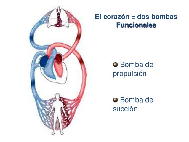 Fisiologia anatomia corazon