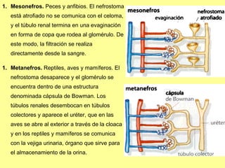 Mesonefros.   P eces y anfibios.  E l nefrostoma está atrofiado  n o se comunica con el celoma, y el túbulo renal termina en una evaginación en forma de copa que rodea al glomérulo. De este modo, la filtración se realiza directamente desde la sangre. Metanefros.   R eptiles, aves y mamíferos. El nefrostoma desaparece y el glomérulo se encuentra dentro de una estructura denominada cápsula de Bowman. Los túbulos renales desembocan en túbulos colectores y aparece el uréter, que en las aves se abre al exterior a través de la cloaca y en los reptiles y mamíferos se comunica con la vejiga urinaria, órgano que sirve para el almacenamiento de la orina.  