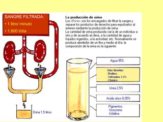 SANGRE FILTRADA:  1 litro/ minuto 1.600 l/día 