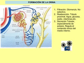 FORMACIÓN DE LA ORINA   Filtración. Glomerulo. No selectivo. Reabsorción. Túbulo proximal. Agua, glucosa, sodio, vitaminas,etc. Secreción Tubular, especialmente de potasio. Regula el contenido iónico del medio interno. 