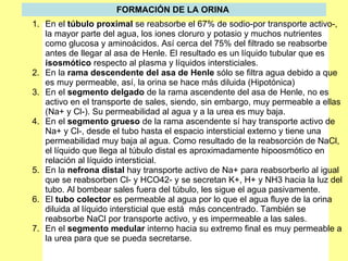 FORMACIÓN DE LA ORINA   En el  túbulo proximal  se reabsorbe el 67% de sodio-por transporte activo-, la mayor parte del agua, los iones cloruro y potasio y muchos nutrientes como glucosa y aminoácidos. Así cerca del 75% del filtrado se reabsorbe antes de llegar al asa de Henle. El resultado es un líquido tubular que es  isosmótico  respecto al plasma y líquidos intersticiales. En la  rama descendente del asa de Henle  sólo se filtra agua debido a que es muy permeable, así, la orina se hace más diluida (Hipotónica) En el  segmento delgado  de la rama ascendente del asa de Henle, no es activo en el transporte de sales, siendo, sin embargo, muy permeable a ellas (Na+ y Cl-). Su permeabilidad al agua y a la urea es muy baja. En el  segmento grueso  de la rama ascendente sí hay transporte activo de Na+ y Cl-, desde el tubo hasta el espacio intersticial externo y tiene una permeabilidad muy baja al agua. Como resultado de la reabsorción de NaCl, el líquido que llega al túbulo distal es aproximadamente hipoosmótico en relación al líquido intersticial. En la  nefrona distal  hay transporte activo de Na+ para reabsorberlo al igual que se reabsorben Cl- y HCO42- y se secretan K+, H+ y NH3 hacia la luz del tubo. Al bombear sales fuera del túbulo, les sigue el agua pasivamente. El  tubo colector  es permeable al agua por lo que el agua fluye de la orina diluida al líquido intersticial que está  más concentrado. También se reabsorbe NaCl por transporte activo, y es impermeable a las sales. En el  segmento medular  interno hacia su extremo final es muy permeable a la urea para que se pueda secretarse. 