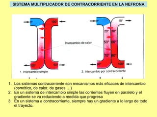 SISTEMA MULTIPLICADOR DE CONTRACORRIENTE EN LA NEFRONA Los sistemas contracorriente son mecanismos más eficaces de intercambio (osmótico, de calor, de gases,…) En un sistema de intercambio simple las corrientes fluyen en paralelo y el gradiente se va reduciendo a medida que progresa En un sistema a contracorriente, siempre hay un gradiente a lo largo de todo el trayecto. 