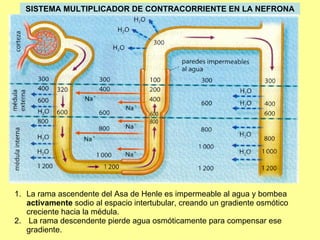 SISTEMA MULTIPLICADOR DE CONTRACORRIENTE EN LA NEFRONA La rama ascendente del Asa de Henle es impermeable al agua y bombea  activamente  sodio al espacio intertubular, creando un gradiente osmótico creciente hacia la médula. La rama descendente pierde agua osmóticamente para compensar ese gradiente. 