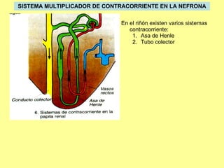 SISTEMA MULTIPLICADOR DE CONTRACORRIENTE EN LA NEFRONA En el riñón existen varios sistemas contracorriente: Asa de Henle Tubo colector 