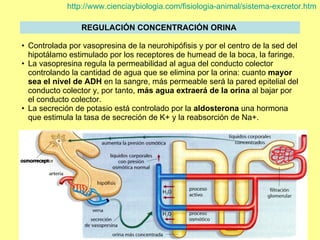 REGULACIÓN CONCENTRACIÓN ORINA   Controlada por vasopresina de la neurohipófisis y por el centro de la sed del hipotálamo estimulado por los receptores de humead de la boca, la faringe. La vasopresina regula la permeabilidad al agua del conducto colector controlando la cantidad de agua que se elimina por la orina: cuanto  mayor sea el nivel de ADH  en la sangre, más permeable será la pared epitelial del conducto colector y, por tanto,  más agua extraerá de la orina  al bajar por el conducto colector.  La secreción de potasio está controlado por la  aldosterona  una hormona que estimula la tasa de secreción de K+ y la reabsorción de Na+.  http :// www.cienciaybiologia.com / fisiologia -animal/sistema- excretor.htm 