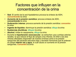 Factores que influyen en la concentración de la orina Sed . El centro de la sed hipotalámico provoca la síntesis de ADH,  concentrando  la orina Aumento de la presión osmótica : provoca síntesis de ADH,  concentrando  la orina Sudoración intensa : provoca aumento de la presión osmótica:  concentra  la orina Ingesta de líquidos : disminuye la presión osmótica:  diluye  la orina Sustancias diuréticas :  diluyen  la orina Alcohol : inhibe la vasopresina,  diluye  la orina Durante la  hipertensión renovascular , se estrechan una o ambas arterias renales, lo que reduce el flujo de sangre a los riñones. El riñón o los dos riñones afectados responden de manera errónea como si la presión sanguínea del paciente estuviera baja y secretan hormonas que le ordenan al cuerpo  retener sal y agua , lo cual causa un aumento en la presión sanguínea.  Concentra  la orina 