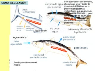 Agua dulce Agua salada OSMORREGULACIÓN   Son hiposmóticos con el medio. Son isosmóticos con el medio, al acumular urea y óxido de trimetilamina. La urea es un producto tóxico del metabolismo que se acumula para hacerse isosmótico, pero como también se acumula TMAO se contrarrestan los efectos nocivos para las proteínas.  