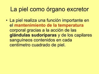 La piel como órgano excretor La piel realiza una función importante en el  mantenimiento de la temperatura  corporal gracias a la acción de las  glándulas sudoríparas  y de los capilares sanguíneos contenidos en cada centímetro cuadrado de piel.  
