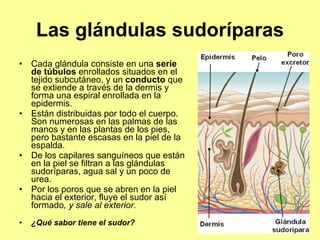 Las glándulas sudoríparas Cada glándula consiste en una  serie de túbulos  enrollados situados en el tejido subcutáneo, y un  conducto  que se extiende a través de la dermis y forma una espiral enrollada en la epidermis.  Están distribuidas por todo el cuerpo. Son numerosas en las palmas de las manos y en las plantas de los pies, pero bastante escasas en la piel de la espalda. De los capilares sanguíneos que están en la piel se filtran a las glándulas sudoríparas, agua sal y un poco de urea.  Por los poros que se abren en la piel hacia el exterior, fluye el sudor así formado , y sale al exterior. ¿Qué sabor tiene el sudor? 