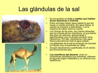 Las glándulas de la sal Se encuentran en  aves y reptiles que habitan zonas desérticas o marinas. Estos animales beben agua salada lo que les causa un estrés osmótico. Sin agua fresca, el cuerpo se empieza a deshidratar, y en la mayoría de casos viene la muerte.  Los riñones de las aves, son menos eficientes que los riñones de los mamíferos, ya que tienen dos tipos de nefronas: glomerulares y aglomerulares que no pueden producir orina hipertónica. Por ello, necesitarían más agua fresca para eliminar toda el agua salada.  Las glándulas de la sal se encargan de secretar un líquido muy concentrado en sales.  Ocupan depresiones superficiales en el cráneo por encima de los ojos. Los mamíferos del desierto : viven en condiciones osmóticas muy extremas, obtienen el agua de origen metabólico y su orina es muy hipertónica.  
